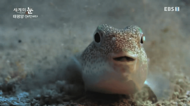 정말 흥미로운 과학자들이 12년만에 밝혀낸 바다속 신비한 문양의 비밀.jpgif | 인스티즈