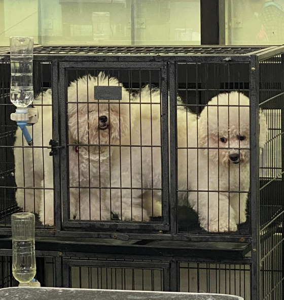 어떤 삶이었을까. 번식장, 미용 실습견, 쓰임을 다해야만 끝나는 삶이라는 건 | 인스티즈