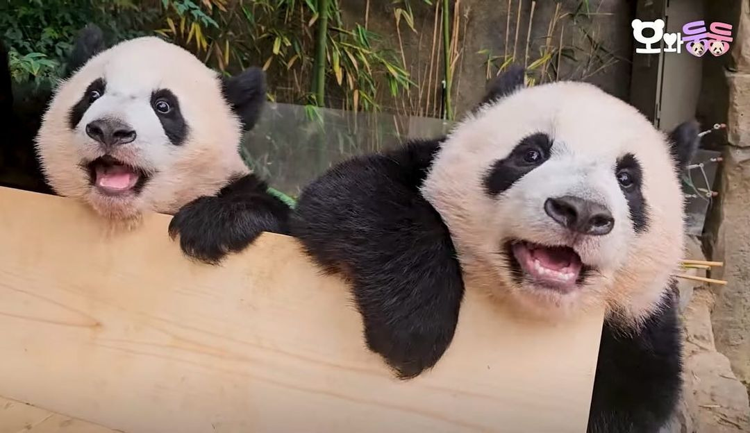 쌍둥이는 쌍둥이다 feat.루이후이바오🐼 | 인스티즈