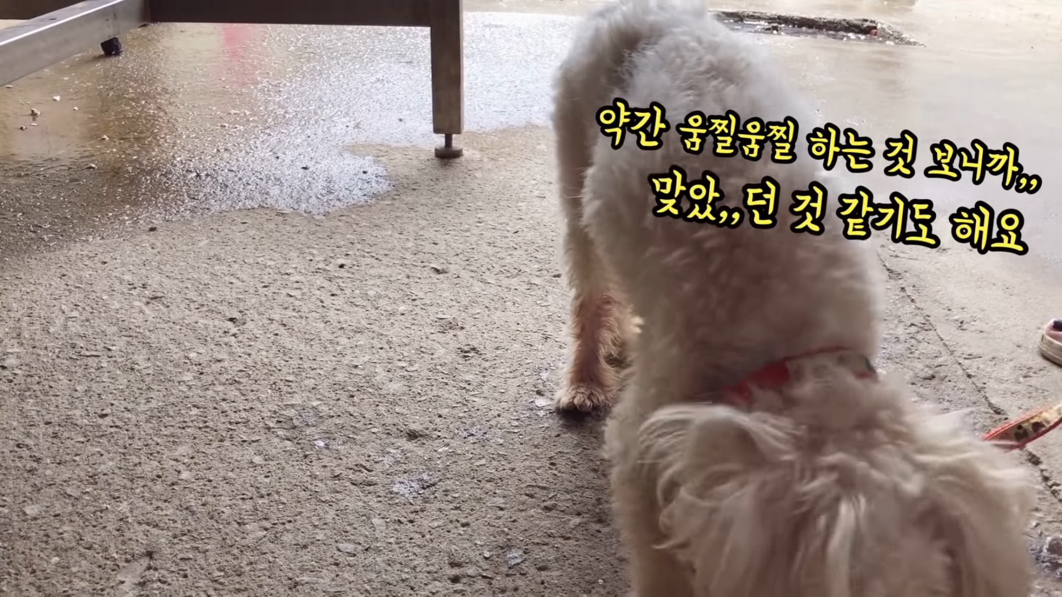"공고번호 411번" 강아지가 입양되기 전 후 모습.jpgif | 인스티즈