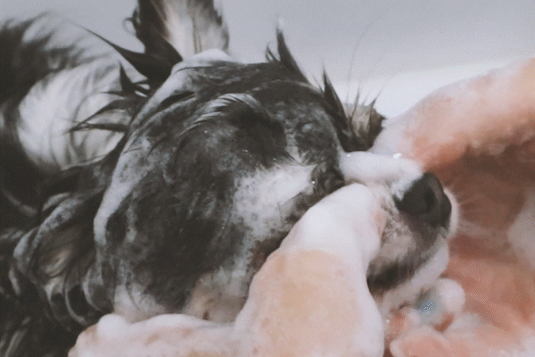 시원해보이는 강아지 세안.gif | 인스티즈