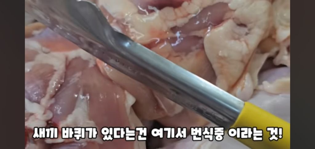 필리핀 마트 진열대에 우글우글한 바퀴벌레 (바퀴사진 있음) | 인스티즈