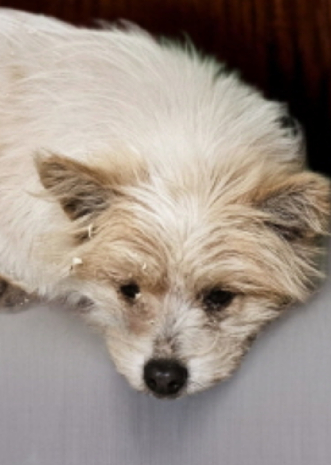 입양홍보) 사람을 넘넘 좋아하는 가나디🐶 | 인스티즈