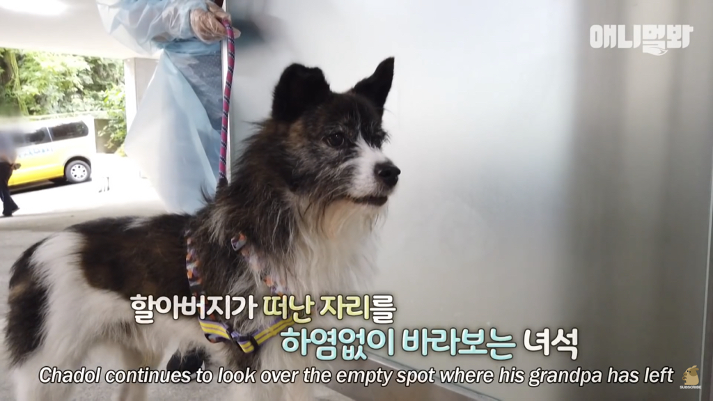 1년만에 자신을 두고 간 주인을 만난 강아지 반응 | 인스티즈