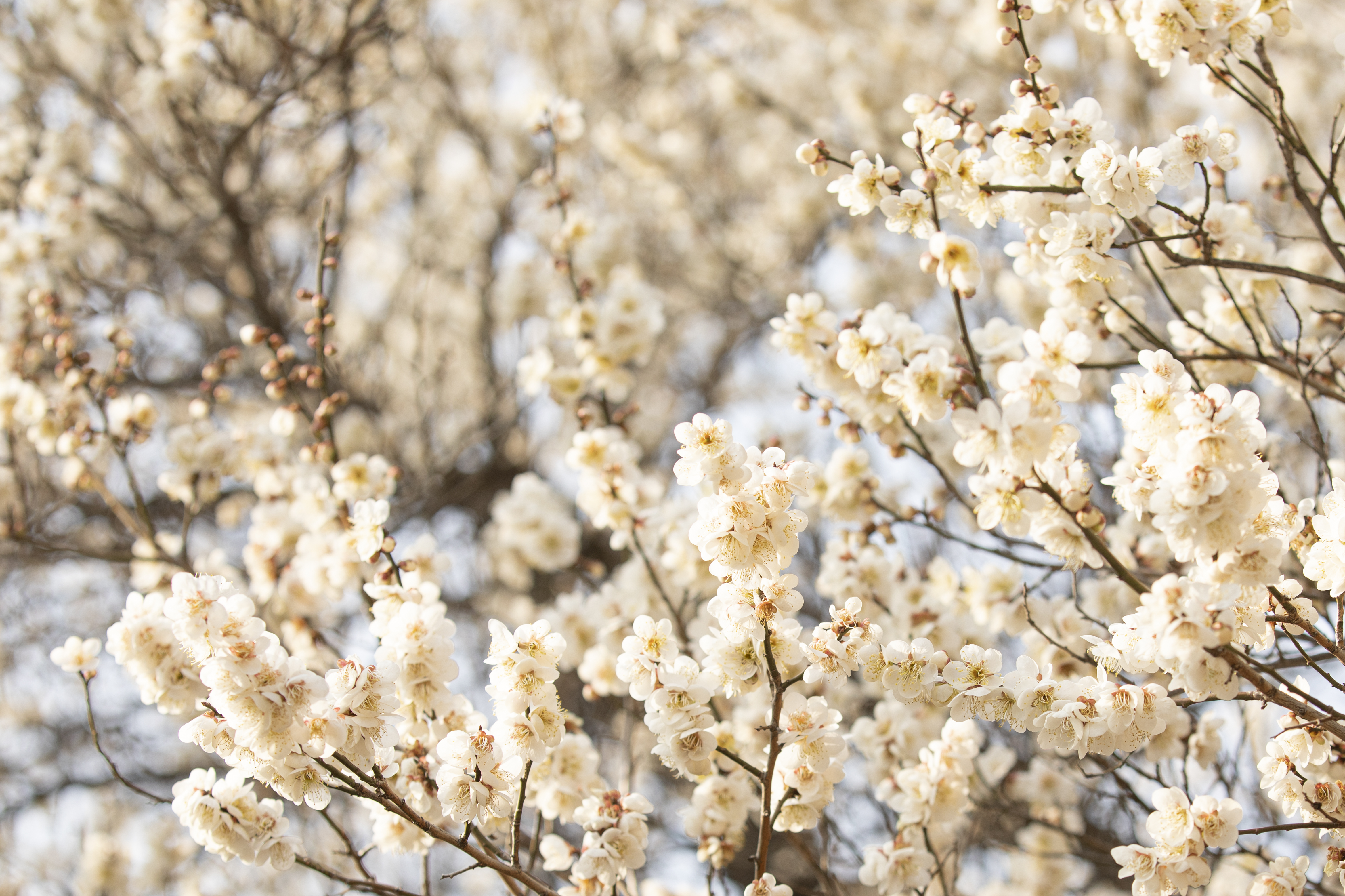 국립산림과학원에서 올려준 배경화면용 매화 사진.jpg | 인스티즈