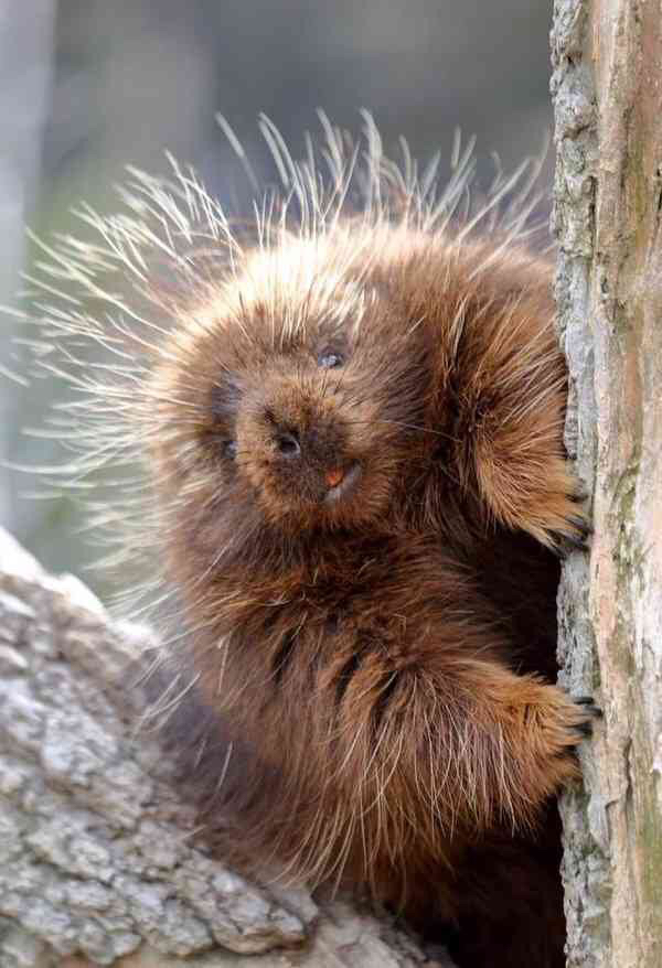 e51b4f6a004d054ba7c23604902c8bc90fdf9ed2