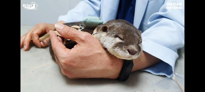 의사 선생님 품이 너무 좋은 아기수달 (아기수달 생애 첫 건강검진) | 인스티즈