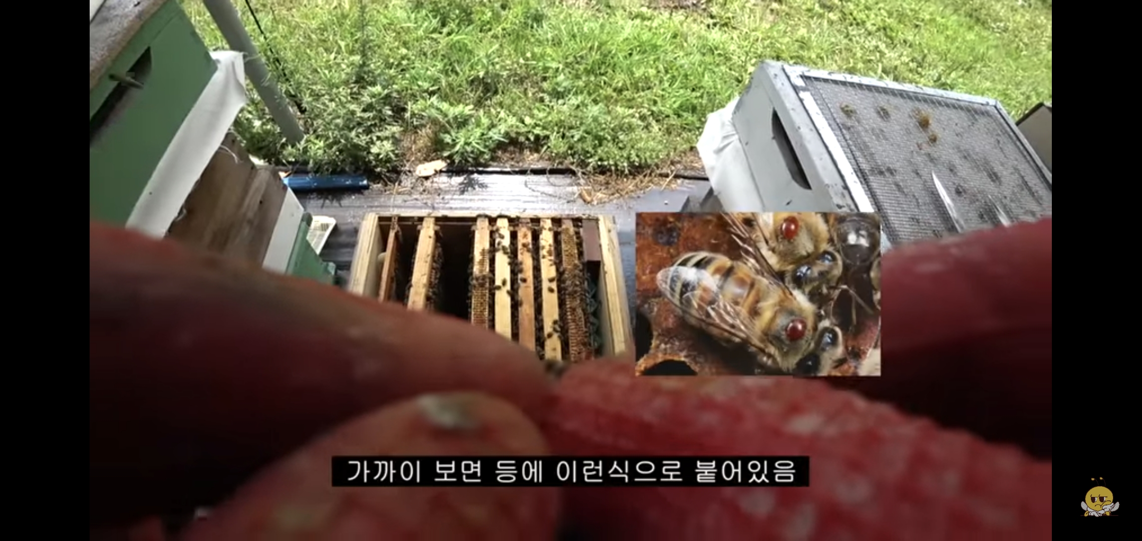 꿀벌들을 설탕에 굴려 설탕 범벅으로 만드는 유튜버.jpg | 인스티즈
