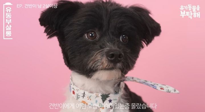 강쥐 건반이의 미용 전/후.jpg | 인스티즈