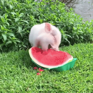 🐷아기 돼지 수박 먹방🍉.gif | 인스티즈