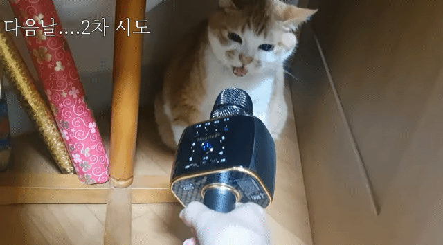 내가 아는 고양이중 제일 잘빡치는 냥이 | 인스티즈