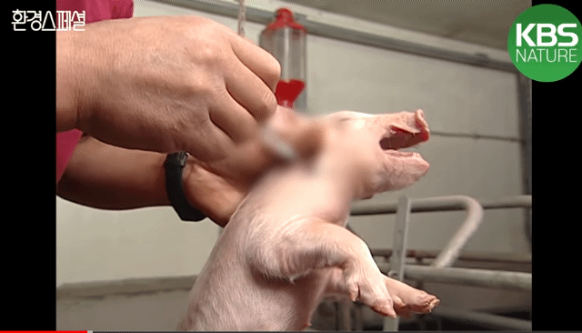 태어나자마자 바쁜 아기 돼지 (혐오주의) | 인스티즈