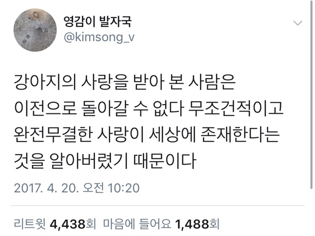 강아지의 사랑을 받아 본 사람은 이전으로 돌아 갈 수 없다 | 인스티즈