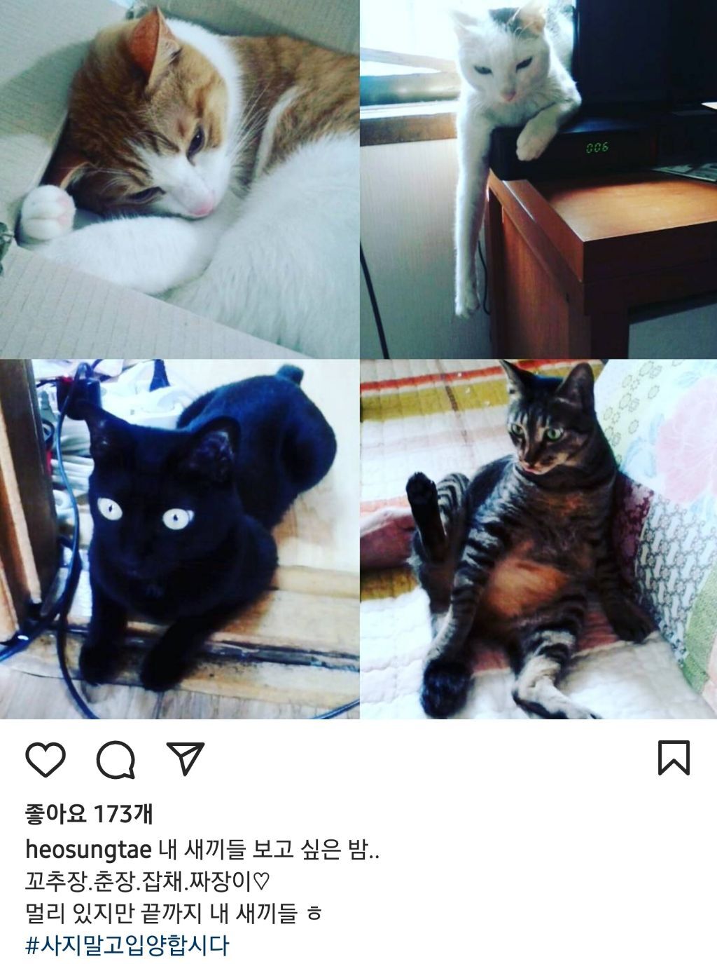 배우 허성태네 고양이들 | 인스티즈