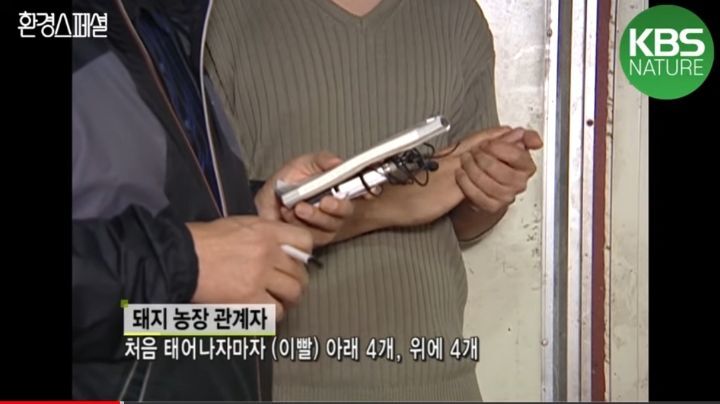 태어나자마자 바쁜 아기 돼지 (혐오주의) | 인스티즈