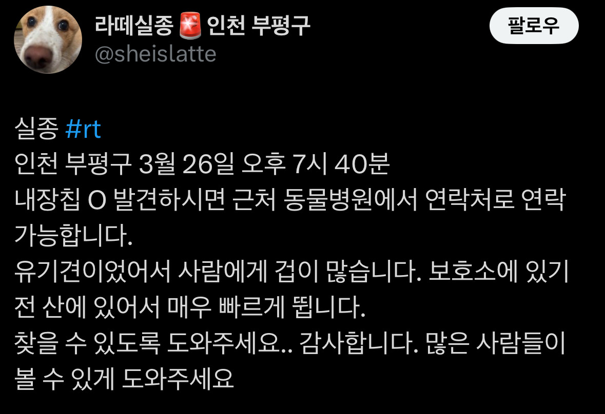 인천 부평구 실종 강아지‼️ | 인스티즈