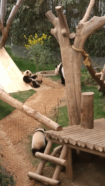 떠오르는 판다 극성판다 후이바오.gif | 인스티즈