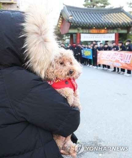 올해도 기대되는 '수능 강아지' 모음 | 인스티즈