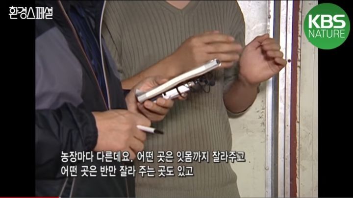 태어나자마자 바쁜 아기 돼지 (혐오주의) | 인스티즈