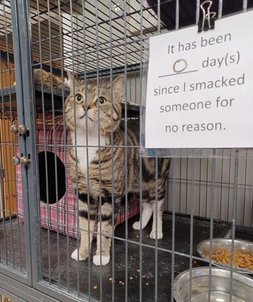 '제가 아무 이유 없이 다른 사람을 때린 지 0 일이 지났어요' | 인스티즈