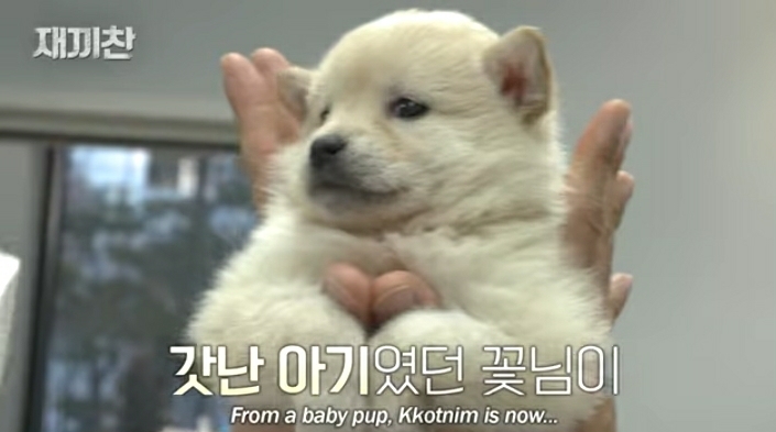 개농장에서 구출됐던 강아지 꽃님이의 버르장머리 없어진 최근 모습 | 인스티즈