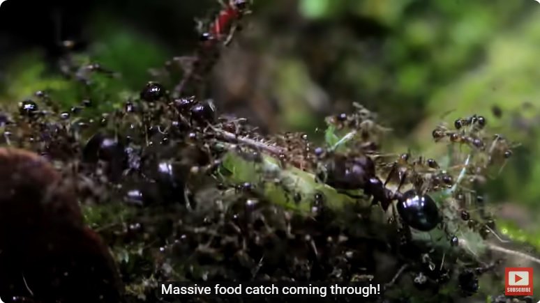 거대한 수조에 열대우림 환경을 조성해놓으면 생기는 일 - 2 | 인스티즈