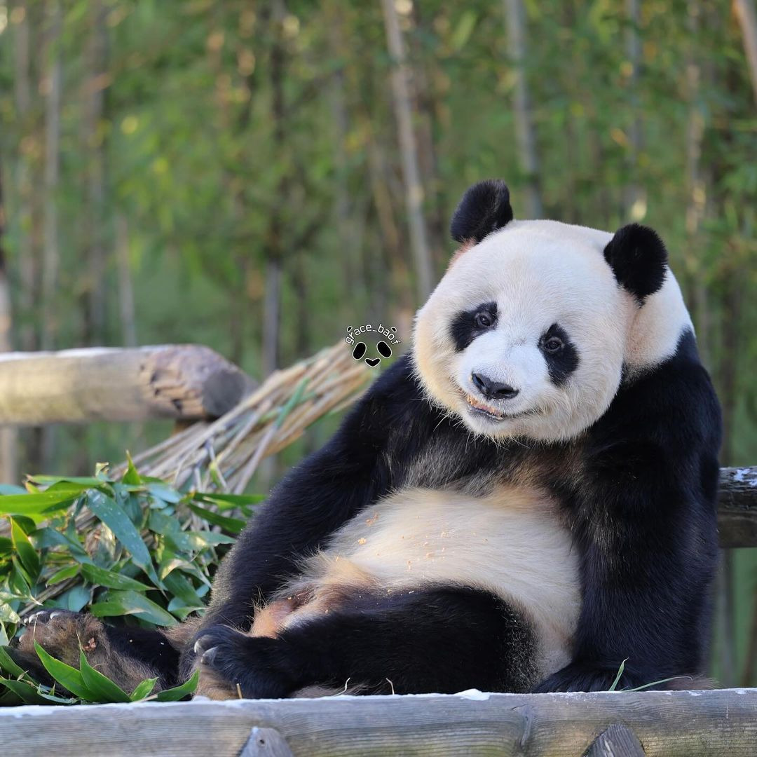 러심후난 (러바오 심은 데 후이바오 난다)🐼 | 인스티즈