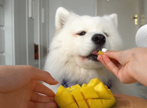 아스파라거스를 먹은 강아지 반응 gif | 인스티즈