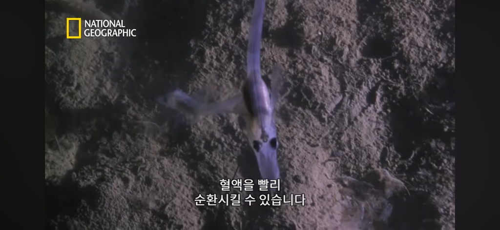 대왕오징어를 찾아라-남극해의 빙산 아래 신비로운 심해 생명체들(심해주의 해산물주의) | 인스티즈