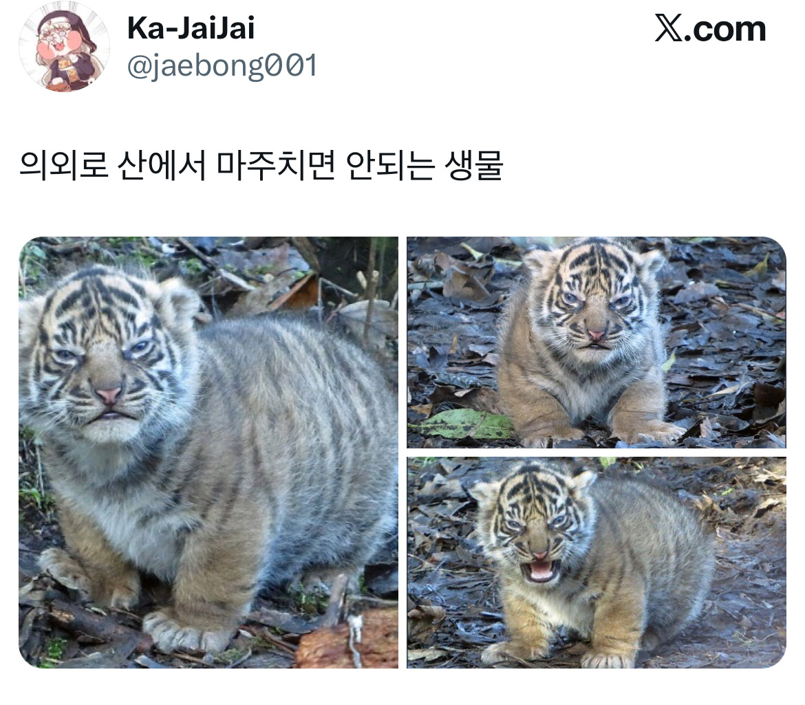 전래동화 같은 호랑이 이야기 트위터 모음.twt | 인스티즈