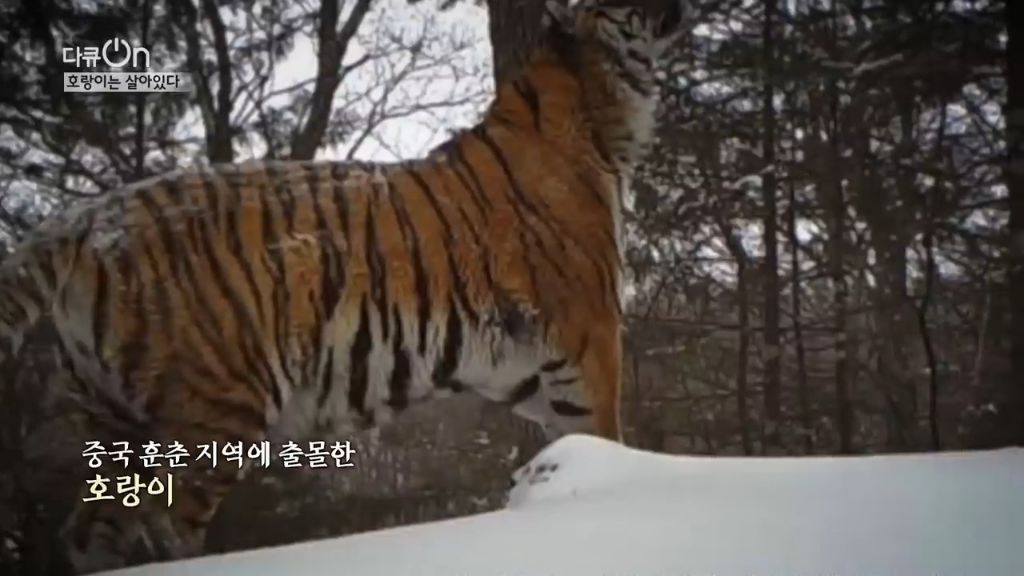 '절멸'의 '한국 호랑이'. 🐅 그 100년간의 이야기. -마지막- | 인스티즈
