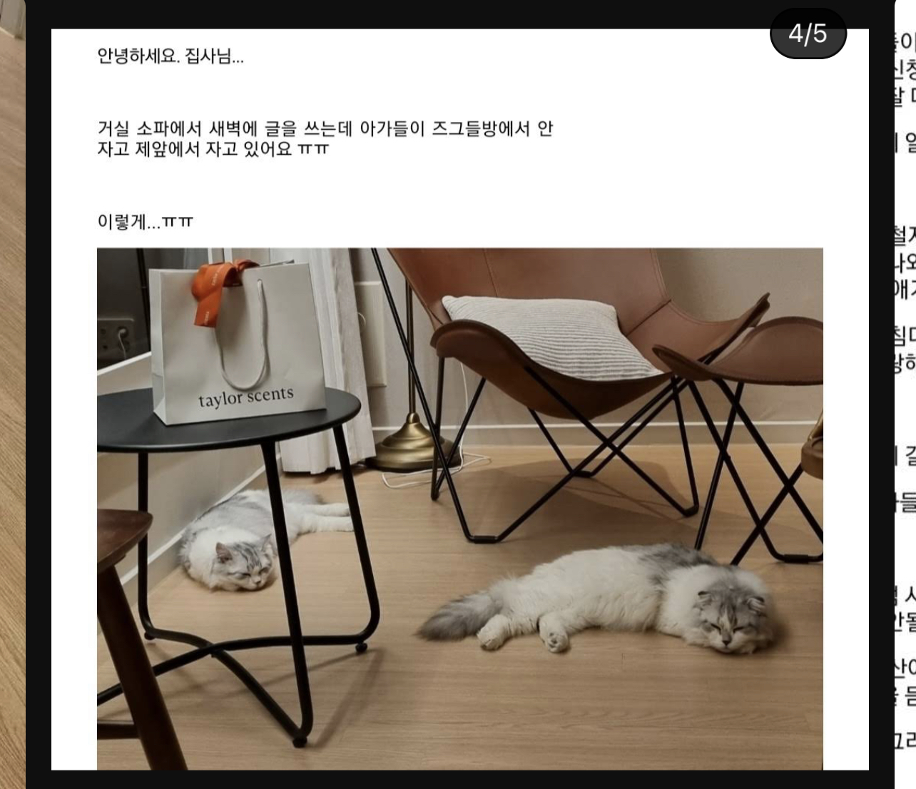 구조된 고양이가 입양갔는데 사람을 너무 잘 따른다는 이유로 파양됨 | 인스티즈