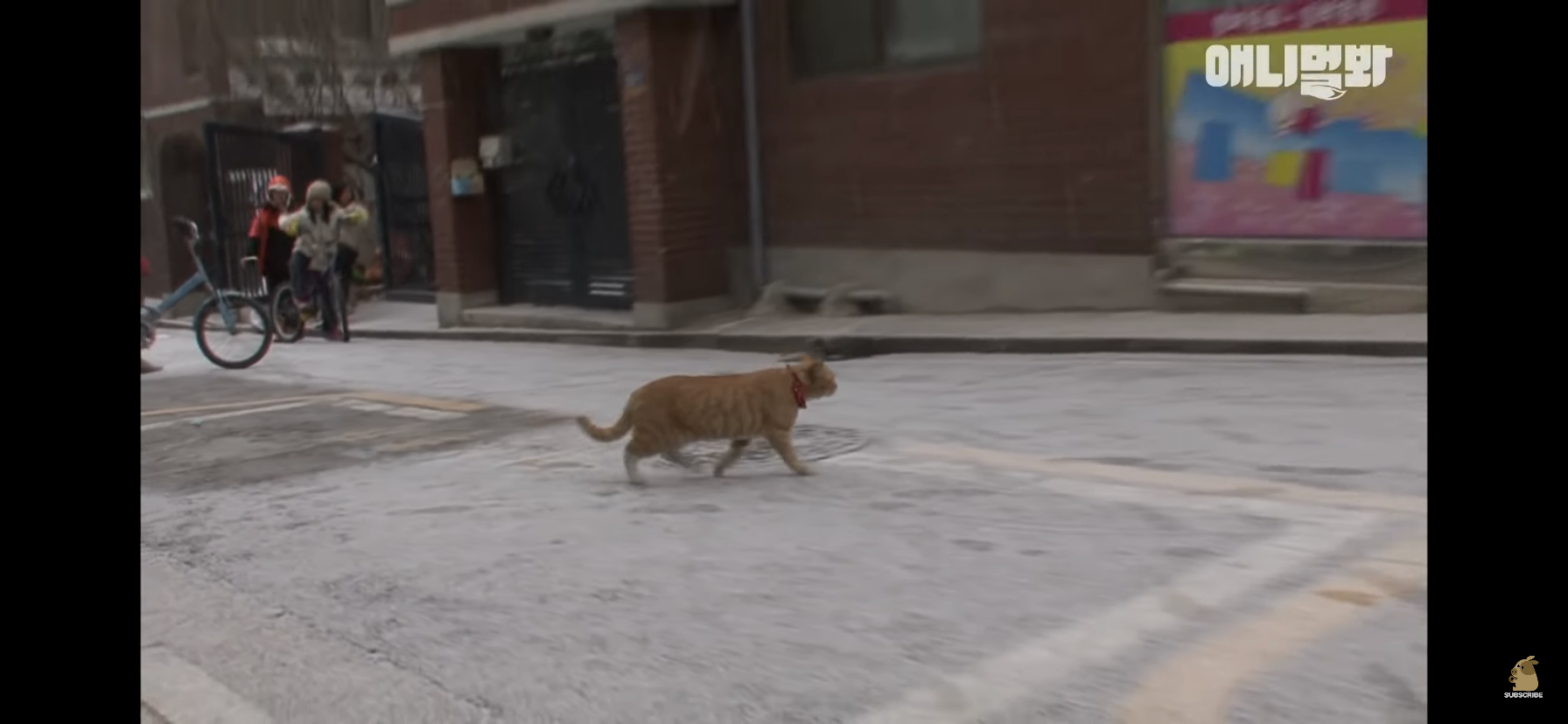 길고양이 목에 쪽지를 달자 생긴 영화같은 일 | 인스티즈