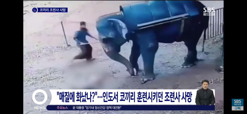 학대한 사육사를 밟아죽인 코끼리 | 인스티즈