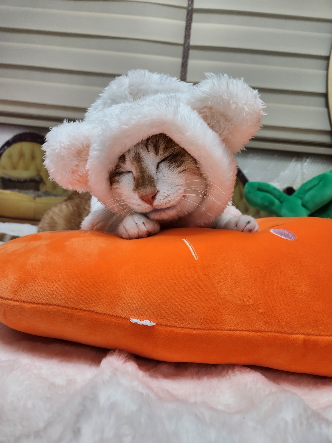 스트레이키즈 리노가 키우는 고양이 세마리.jpg | 인스티즈