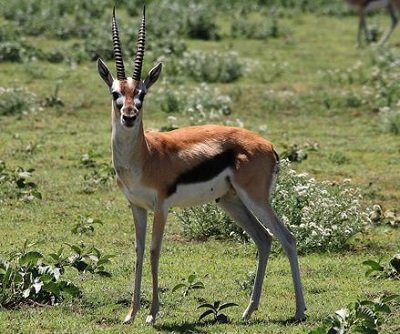 동물들이 100m 달리기를 하면 몇초가 나올까? | 인스티즈