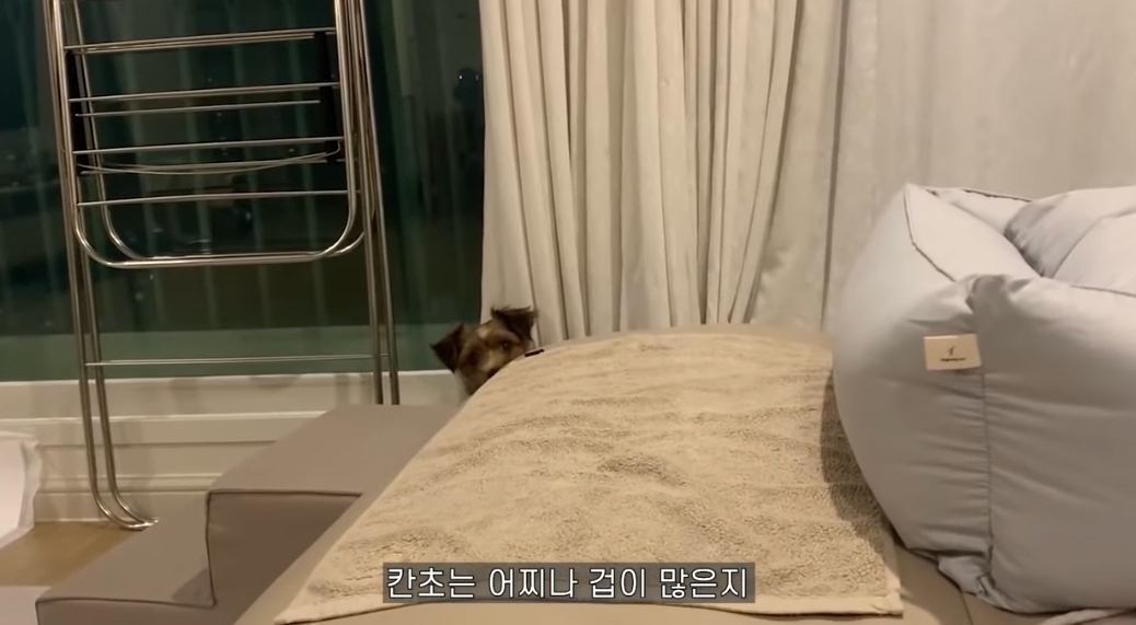 유기견 입양전후 변화. 겁많은 강아지의 100일간 브이로그 | 인스티즈