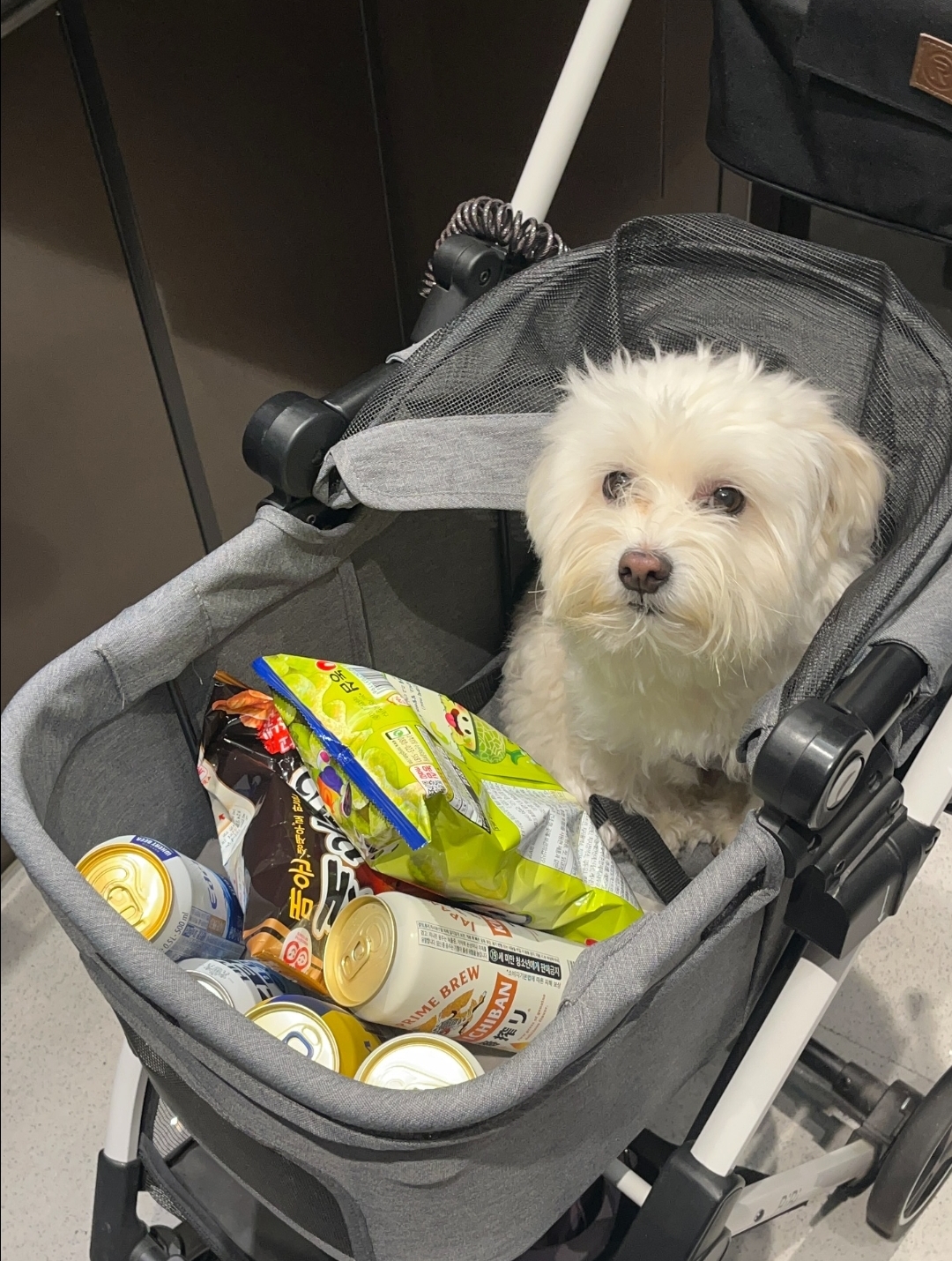 🐶: 강아지 유아차가 뭐라고 생각해? | 인스티즈