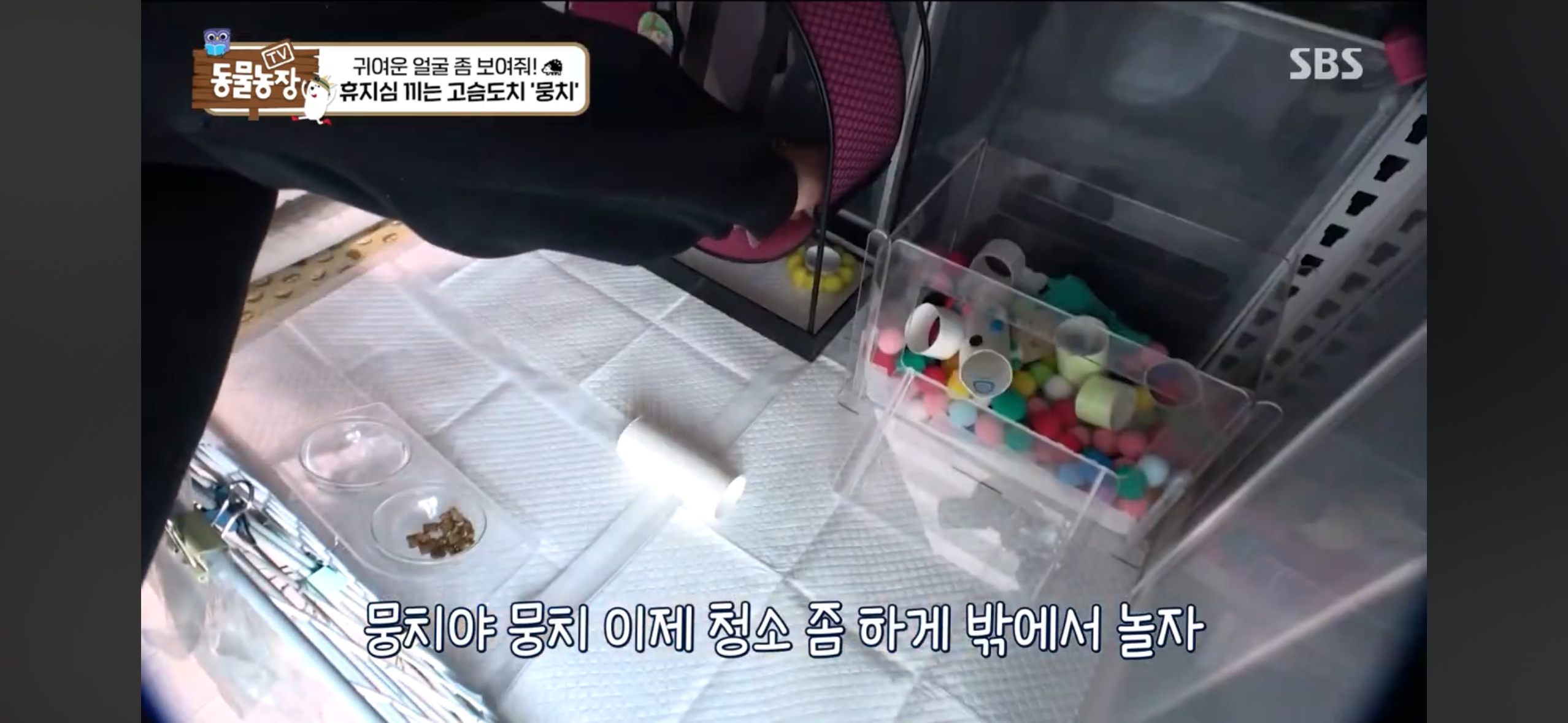 따봉고슴도치 휴지심 좋아도치 | 인스티즈