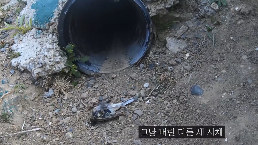 고양이가 자연생태계에 끼치는 심각한 영향(새 사체사진있음) | 인스티즈