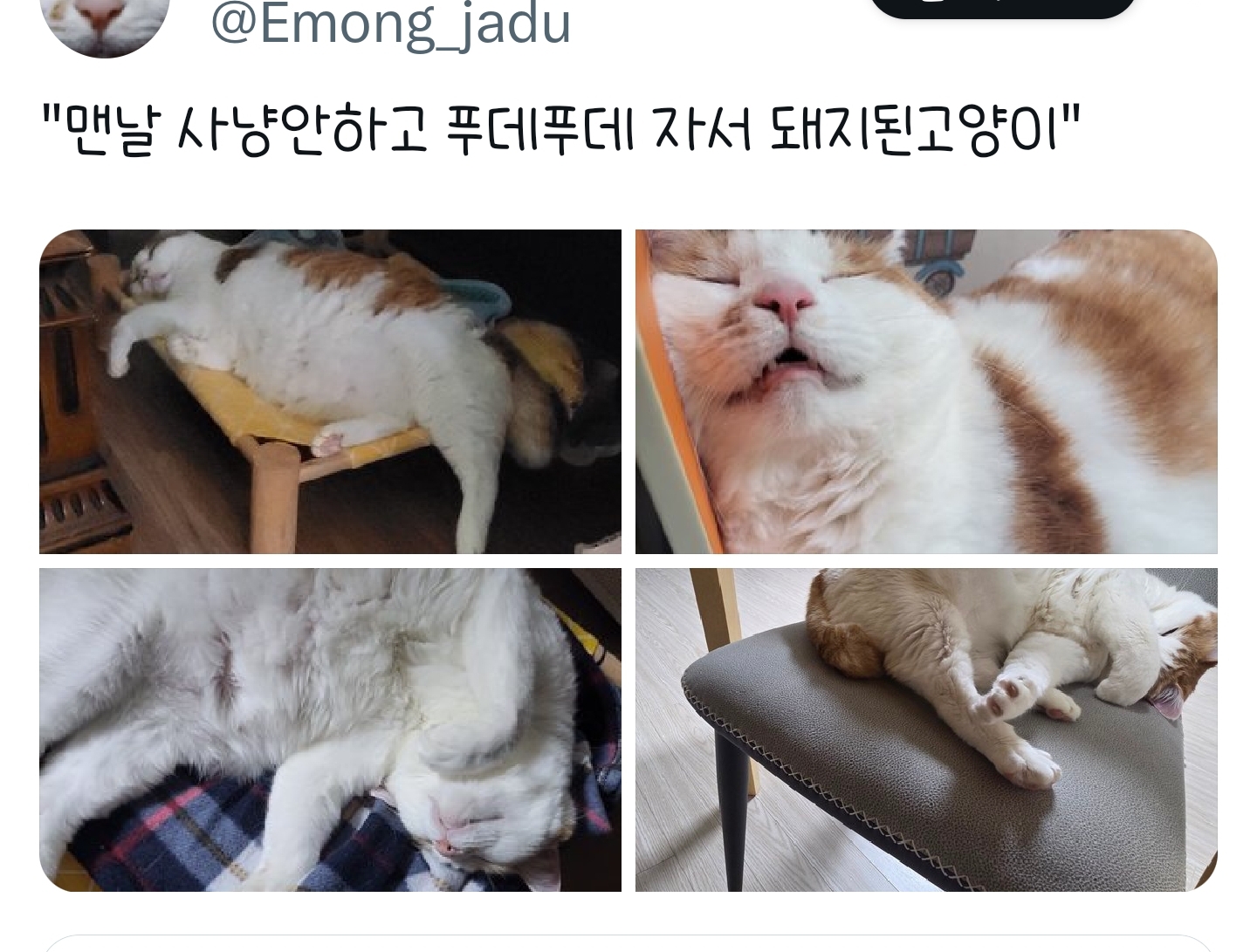 푸돼지 이미지