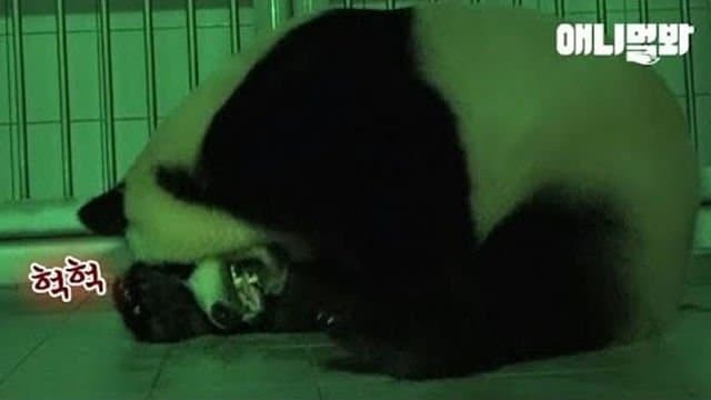 사랑하는 아빠 저 애보예요 (아이바오가 강바오에게 보내는 편지) | 인스티즈