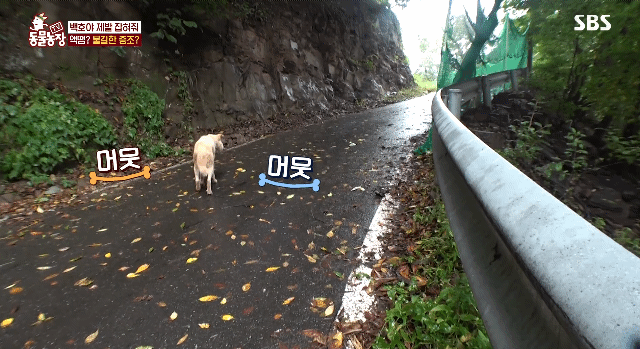 개가 너무 똑똑해서 역대급으로 구조 힘들었던 이번주 동물농장 방송.jpg | 인스티즈