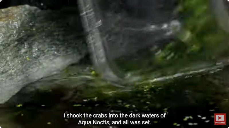 거대한 수조에 열대우림 환경을 조성해놓으면 생기는 일 - 4 | 인스티즈