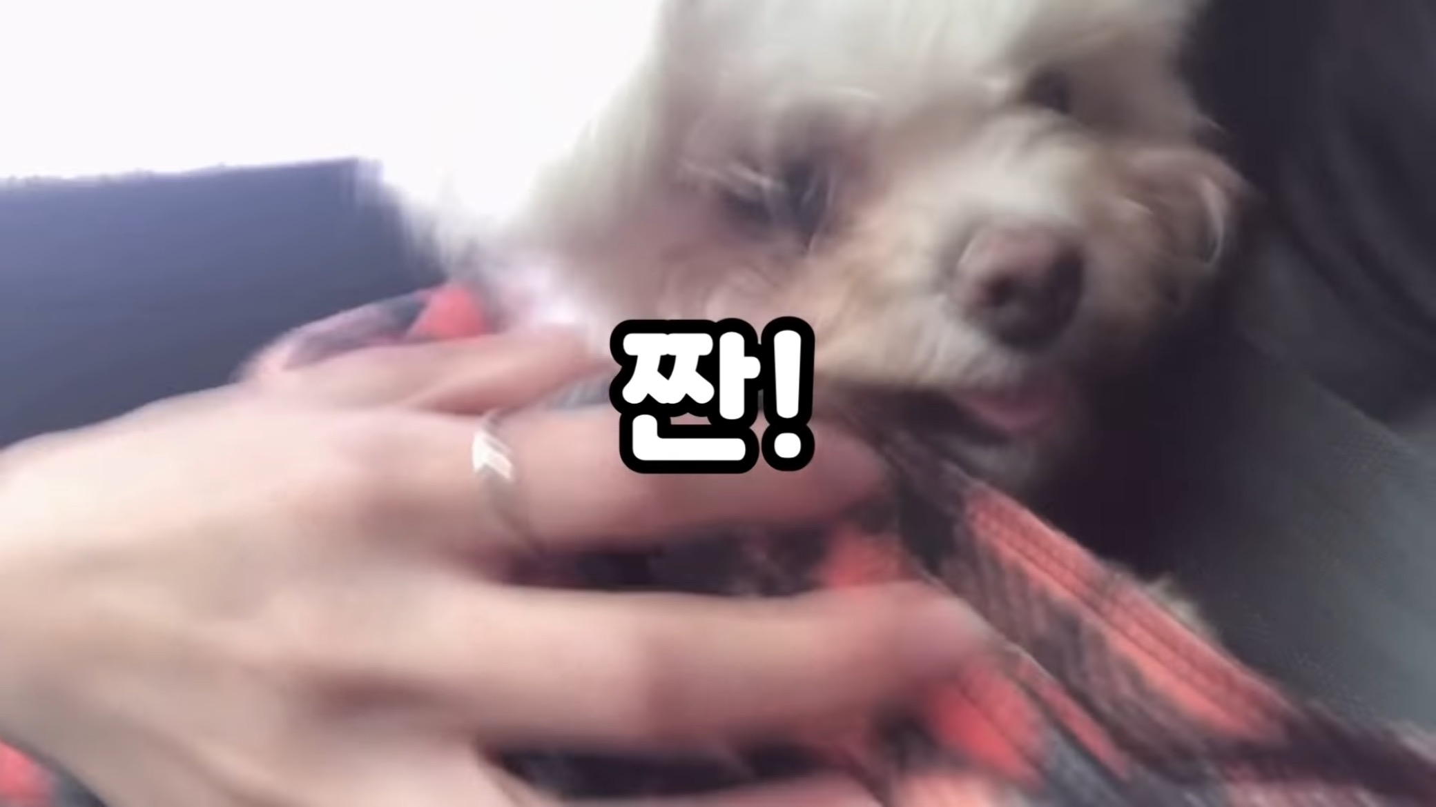 "공고번호 411번" 강아지가 입양되기 전 후 모습.jpgif | 인스티즈