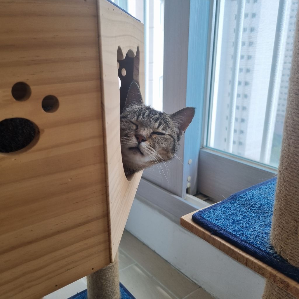 주차장에 버려진 고양이 | 인스티즈