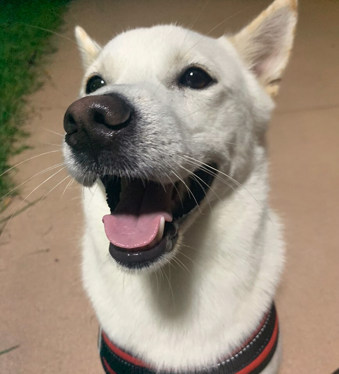 우리집 개 자는거 보실분? | 인스티즈