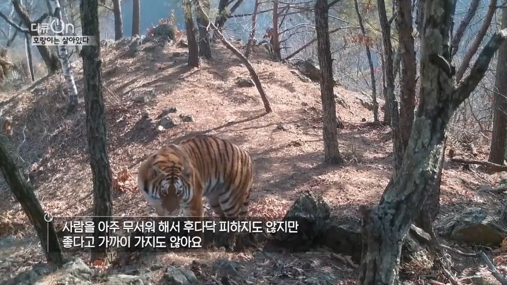 '절멸'의 '한국 호랑이'. 🐅 그 100년간의 이야기. -마지막- | 인스티즈