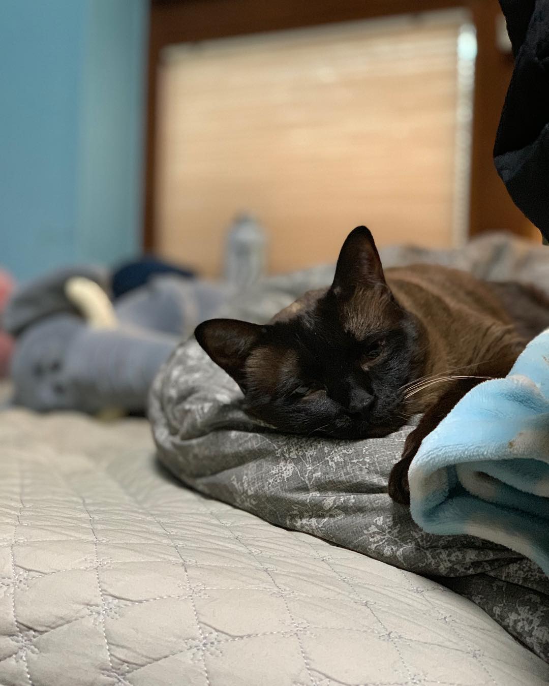 최근 키우던 고양이들을 고양이별로 떠나보냈다는 유승호 | 인스티즈