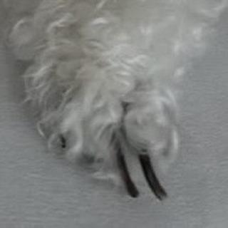 스레드에서 논란이라는 꼬질 강아지 | 인스티즈